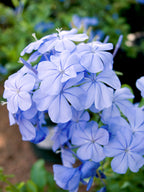 Lot De 3 Plumbago plants - Ø 9 Cm / ↕ 25-40 Cm - Plantes D'Extérieur New Plantes D'Extérieur Perfect Plant