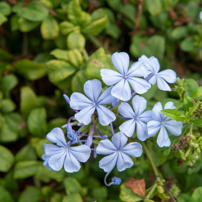 Lot De 3 Plumbago plants - Ø 9 Cm / ↕ 25-40 Cm - Plantes D'Extérieur New Plantes D'Extérieur Perfect Plant