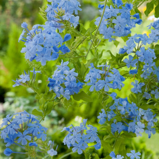 Lot De 3 Plumbago plants - Ø 9 Cm / ↕ 25-40 Cm - Plantes D'Extérieur New Plantes D'Extérieur Perfect Plant