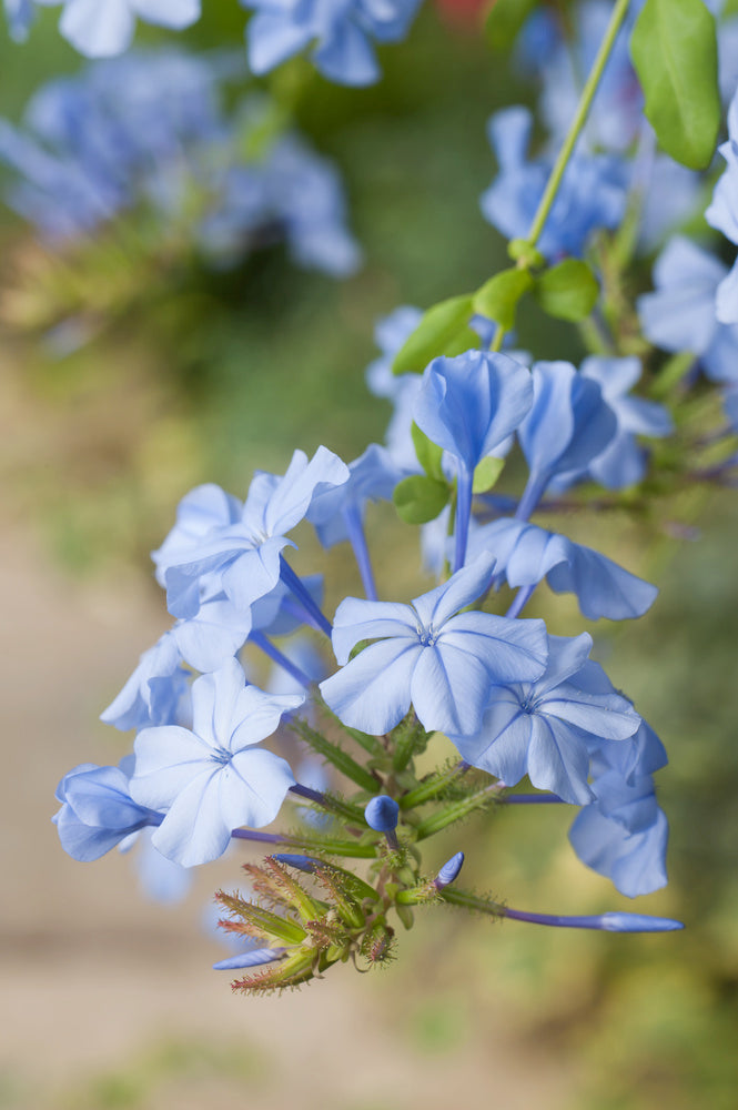Lot De 3 Plumbago plants - Ø 9 Cm / ↕ 25-40 Cm - Plantes D'Extérieur New Plantes D'Extérieur Perfect Plant