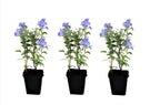 Lot De 3 Plumbago plants - Ø 9 Cm / ↕ 25-40 Cm - Plantes D'Extérieur New Plantes D'Extérieur Perfect Plant