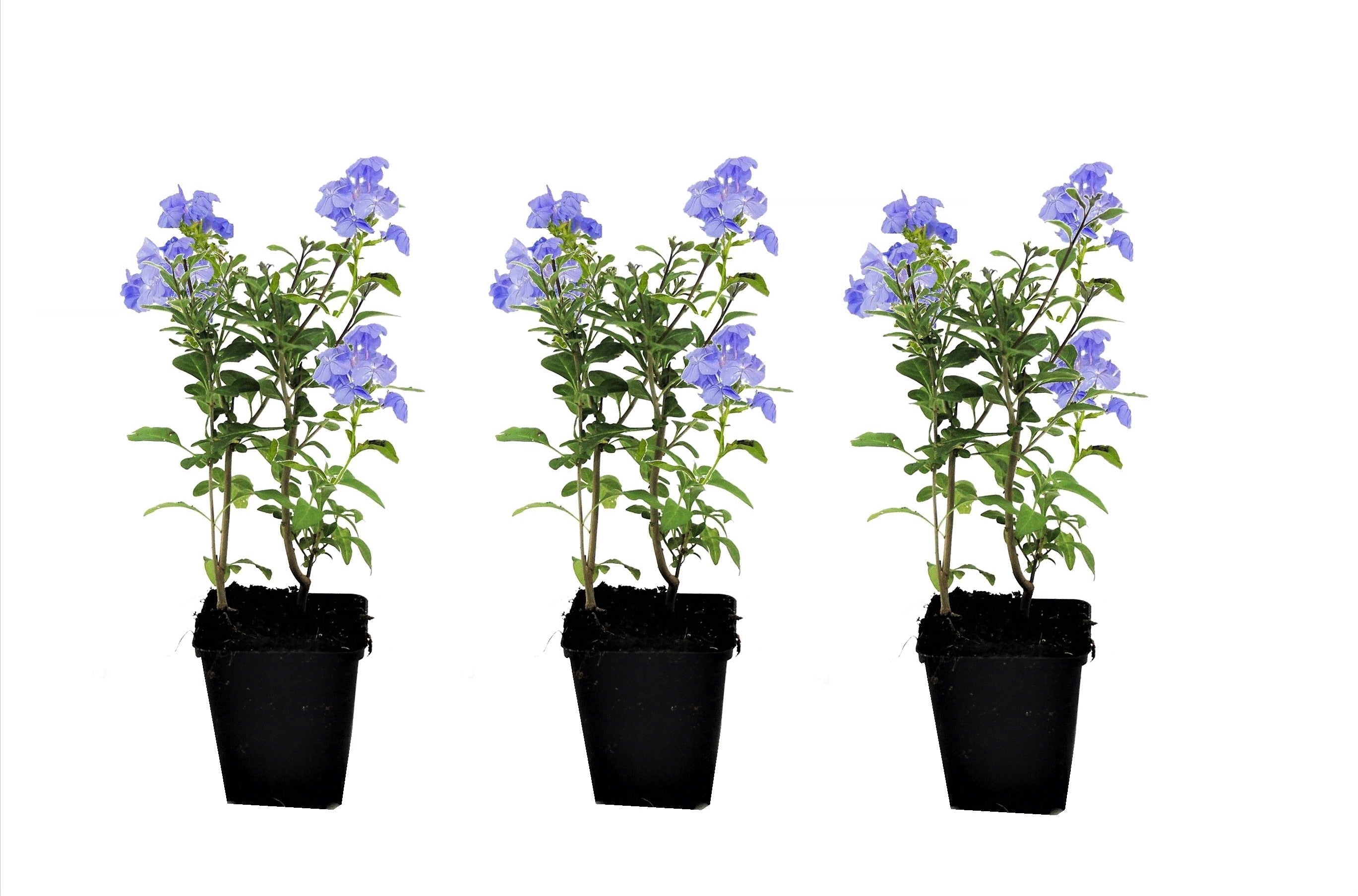 Lot De 3 Plumbago plants - Ø 9 Cm / ↕ 25-40 Cm - Plantes D'Extérieur New Plantes D'Extérieur Perfect Plant
