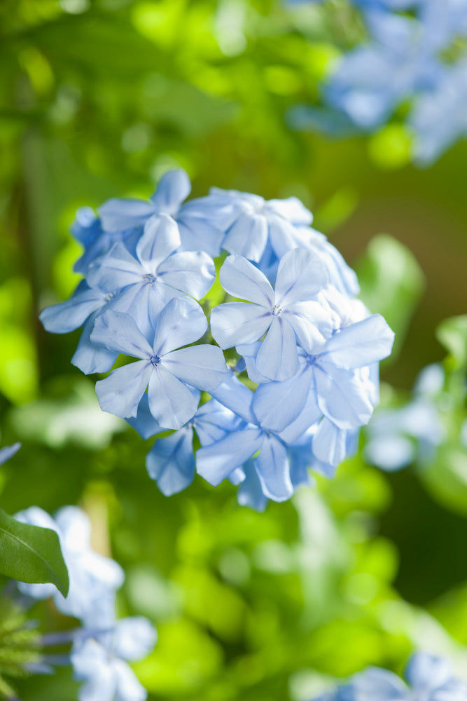 Lot De 3 Plumbago plants - Ø 9 Cm / ↕ 25-40 Cm - Plantes D'Extérieur New Plantes D'Extérieur Perfect Plant