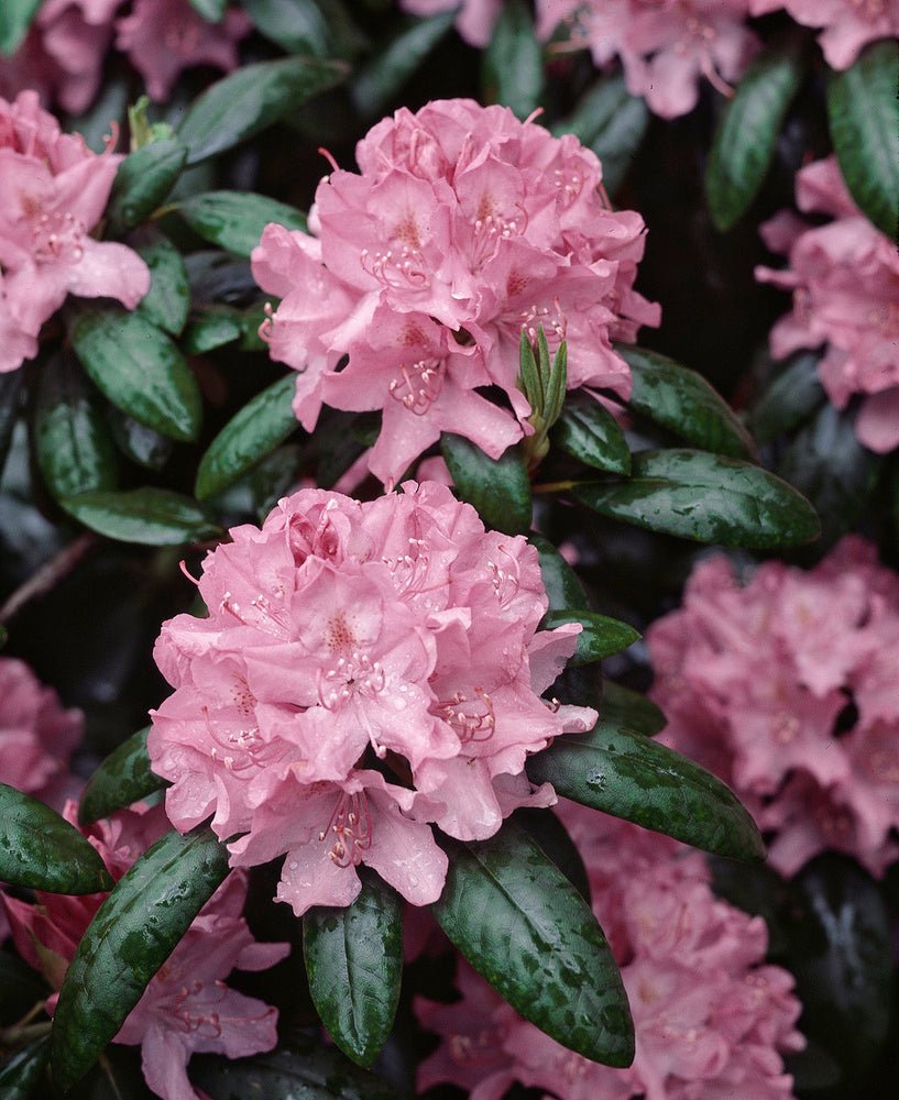 Lot De 3 Rhododendron Mélangées Blanc / Rose / Pourpre - Plantes D'Extérieur - Perfect Plant - The Bradery