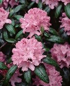 Lot De 3 Rhododendron Mélangées Blanc / Rose / Pourpre - Plantes D'Extérieur - Perfect Plant - The Bradery