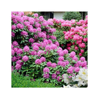 Lot De 3 Rhododendron Mélangées Blanc / Rose / Pourpre - Plantes D'Extérieur - Perfect Plant - The Bradery