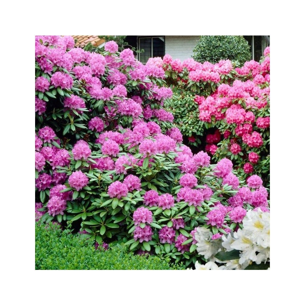 Lot De 3 Rhododendron Mélangées Blanc / Rose / Pourpre - Plantes D'Extérieur - Perfect Plant - The Bradery