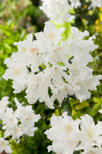 Lot De 3 Rhododendron Mélangées Blanc / Rose / Pourpre - Plantes D'Extérieur - Perfect Plant - The Bradery