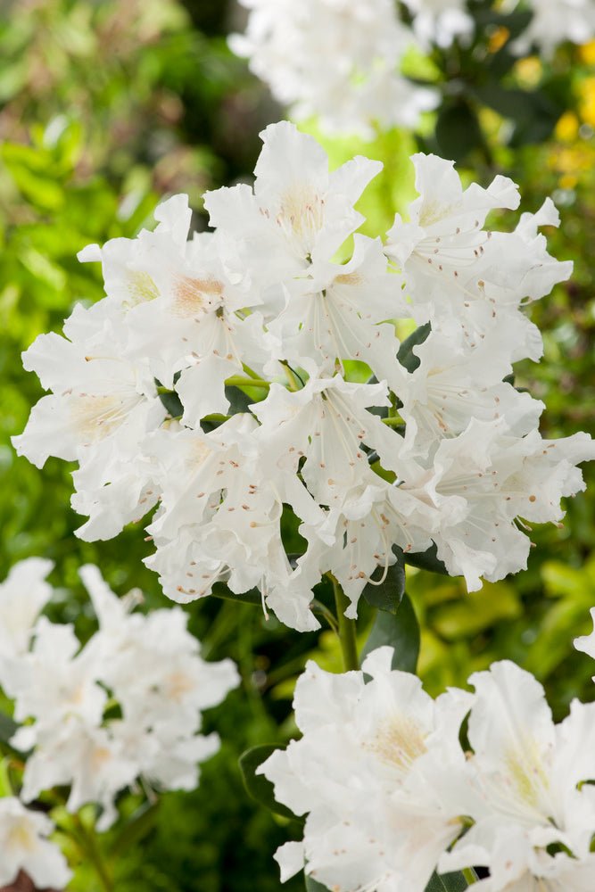 Lot De 3 Rhododendron Mélangées Blanc / Rose / Pourpre - Plantes D'Extérieur - Perfect Plant - The Bradery
