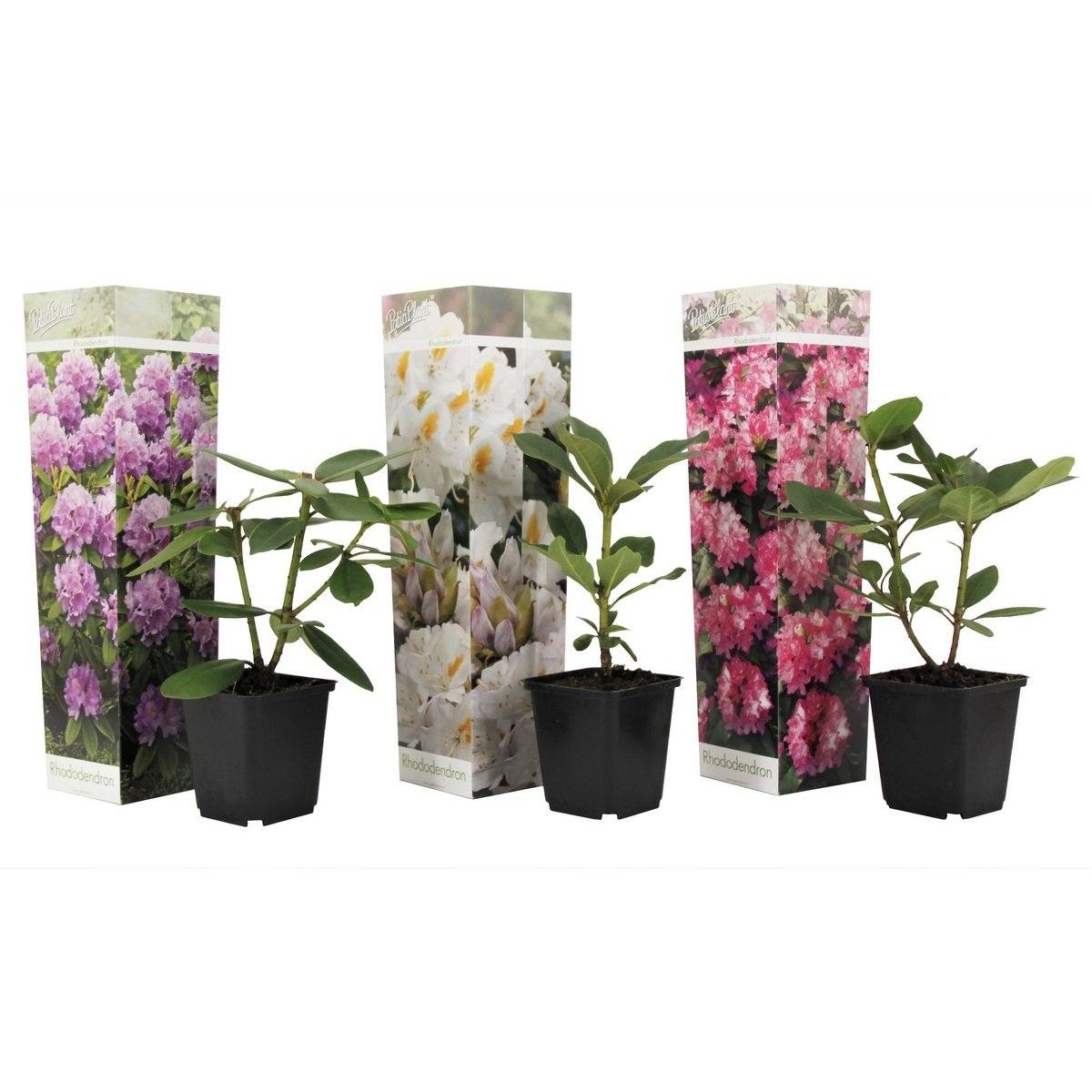 Lot De 3 Rhododendron Mélangées Blanc / Rose / Pourpre - Plantes D'Extérieur - Perfect Plant - The Bradery