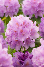 Lot De 3 Rhododendron Mélangées Blanc / Rose / Pourpre - Plantes D'Extérieur - Perfect Plant - The Bradery