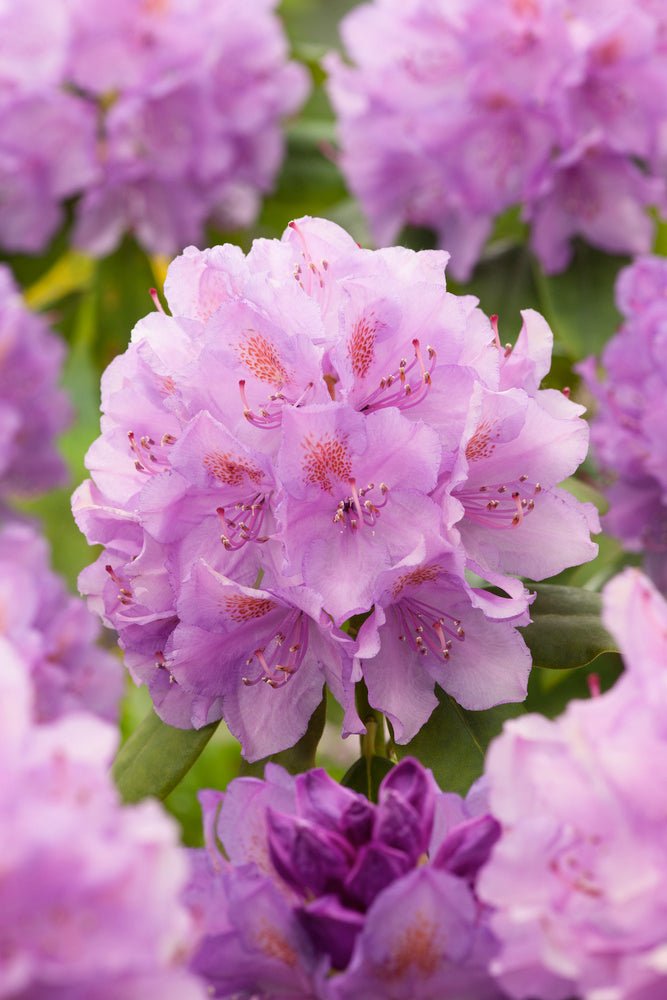 Lot De 3 Rhododendron Mélangées Blanc / Rose / Pourpre - Plantes D'Extérieur - Perfect Plant - The Bradery