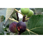 Lot De 4 Arbres Fruitiers Méditerranéens Olive, Figue, Citron, Orange - Plantes D'Extérieur - Perfect Plant - The Bradery