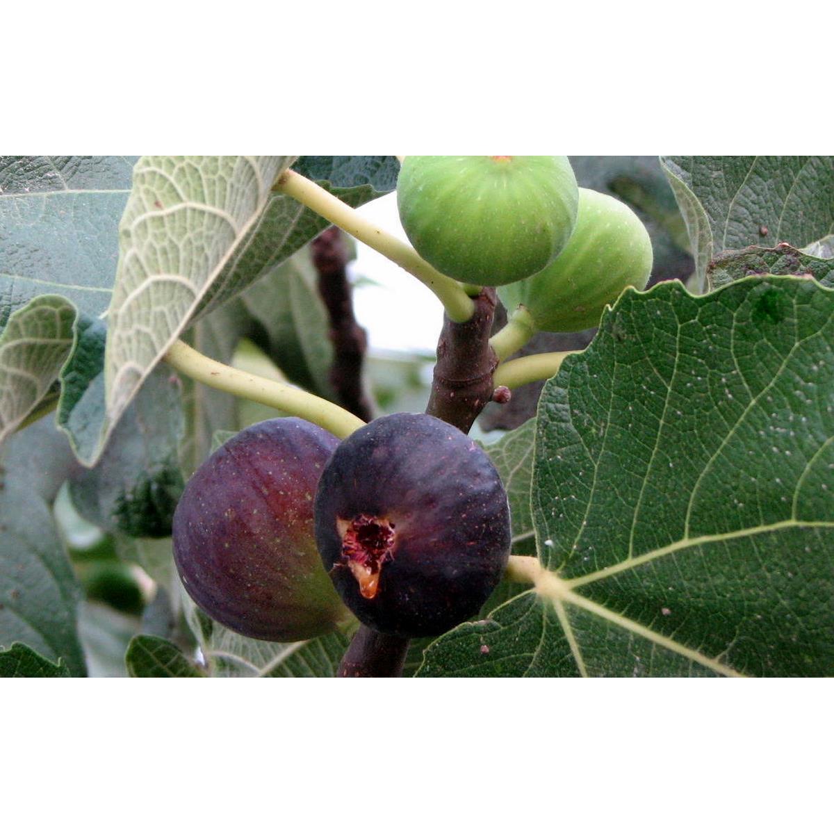 Lot De 4 Arbres Fruitiers Méditerranéens Olive, Figue, Citron, Orange - Plantes D'Extérieur - Perfect Plant - The Bradery