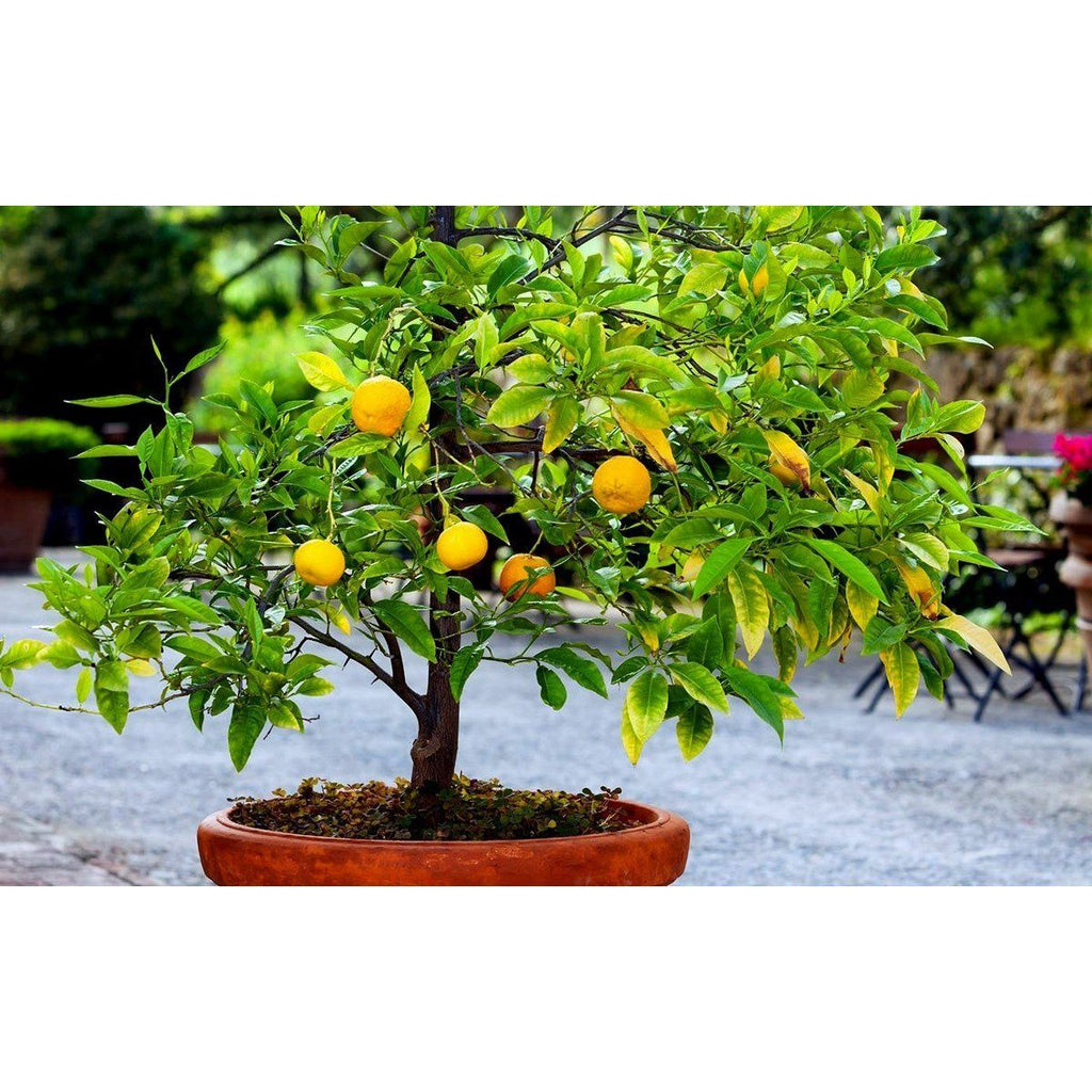 Lot De 4 Arbres Fruitiers Méditerranéens Olive, Figue, Citron, Orange - Plantes D'Extérieur - Perfect Plant - The Bradery