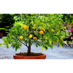 Lot De 4 Arbres Fruitiers Méditerranéens Olive, Figue, Citron, Orange - Plantes D'Extérieur - Perfect Plant - The Bradery