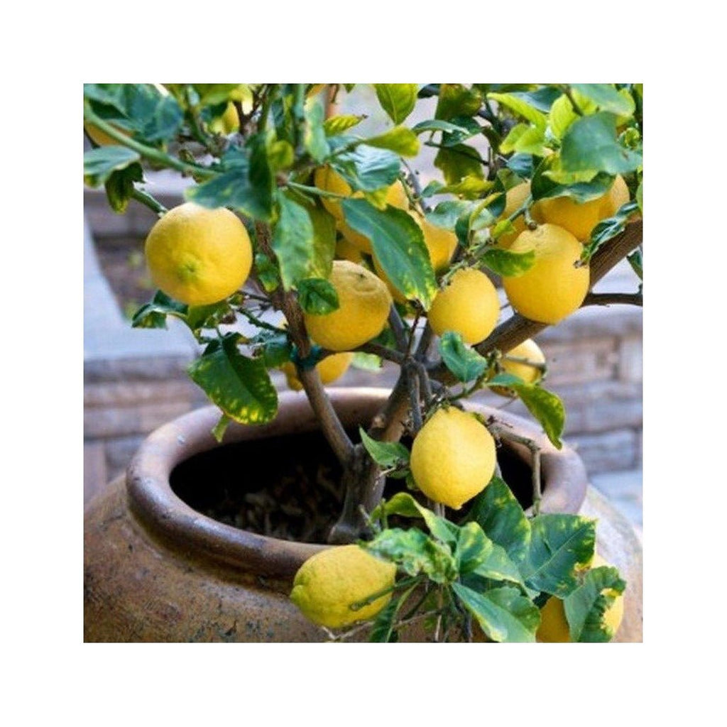Lot De 4 Arbres Fruitiers Méditerranéens Olive, Figue, Citron, Orange - Plantes D'Extérieur - Perfect Plant - The Bradery