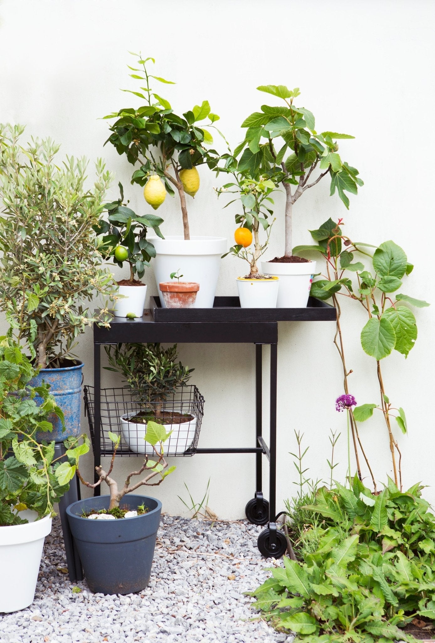 Lot De 4 Arbres Fruitiers Méditerranéens Olive, Figue, Citron, Orange - Plantes D'Extérieur - Perfect Plant - The Bradery