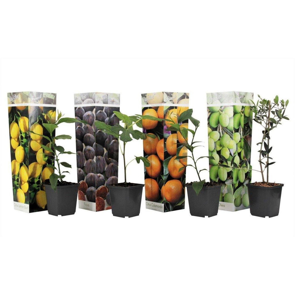 Lot De 4 Arbres Fruitiers Méditerranéens Olive, Figue, Citron, Orange - Plantes D'Extérieur - Perfect Plant - The Bradery