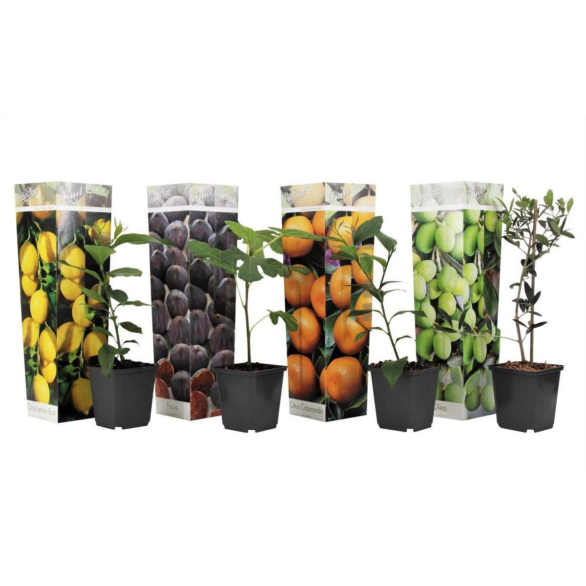 Lot De 4 Arbres Fruitiers Méditerranéens Olive, Figue, Citron, Orange - Plantes D'Extérieur - Perfect Plant - The Bradery
