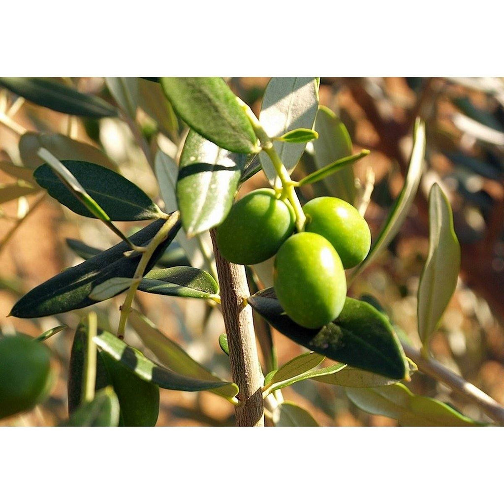 Lot De 4 Arbres Fruitiers Méditerranéens Olive, Figue, Citron, Orange - Plantes D'Extérieur - Perfect Plant - The Bradery