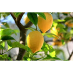 Lot De 4 Arbres Fruitiers Méditerranéens Olive, Figue, Citron, Orange - Plantes D'Extérieur - Perfect Plant - The Bradery