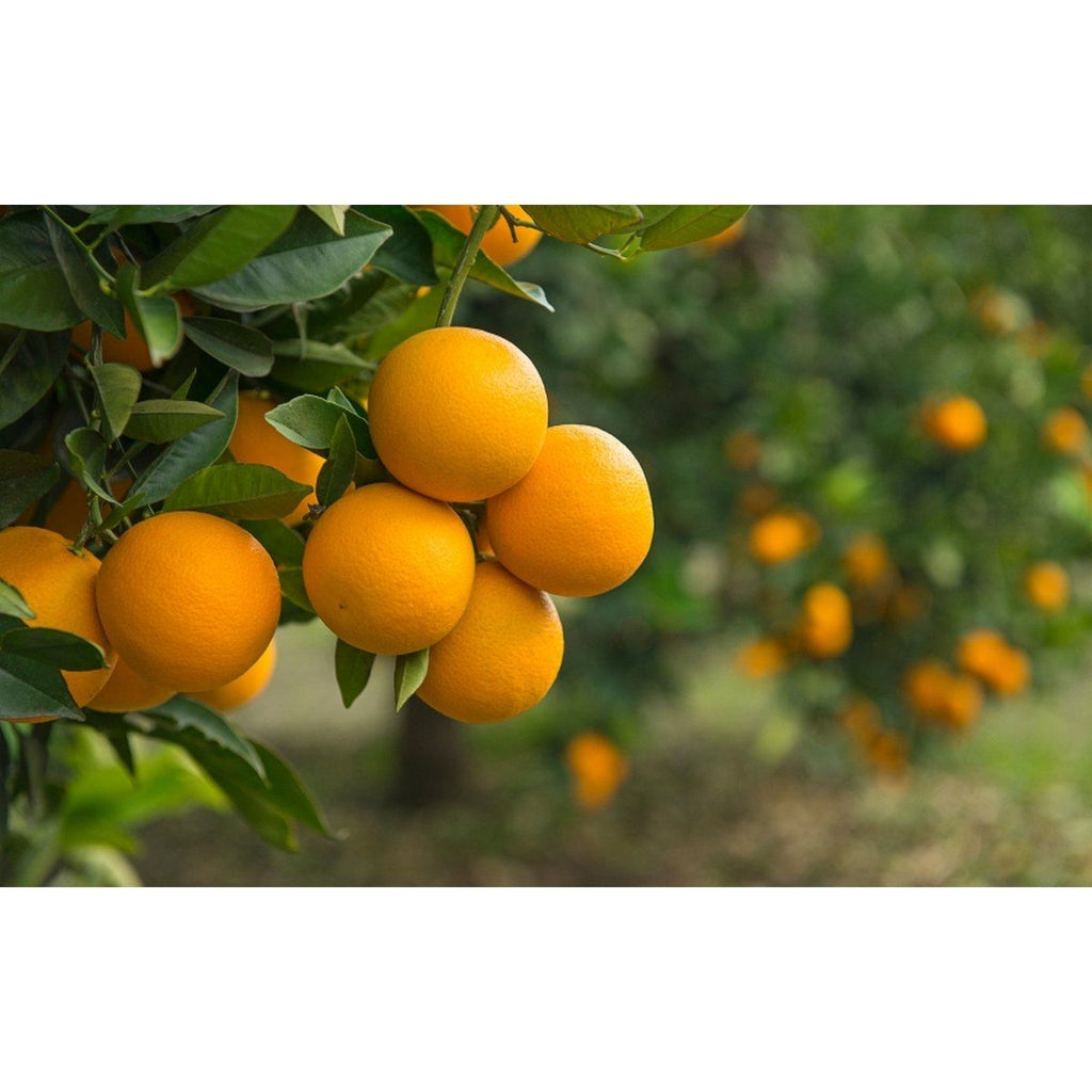 Lot De 4 Arbres Fruitiers Méditerranéens Olive, Figue, Citron, Orange - Plantes D'Extérieur - Perfect Plant - The Bradery