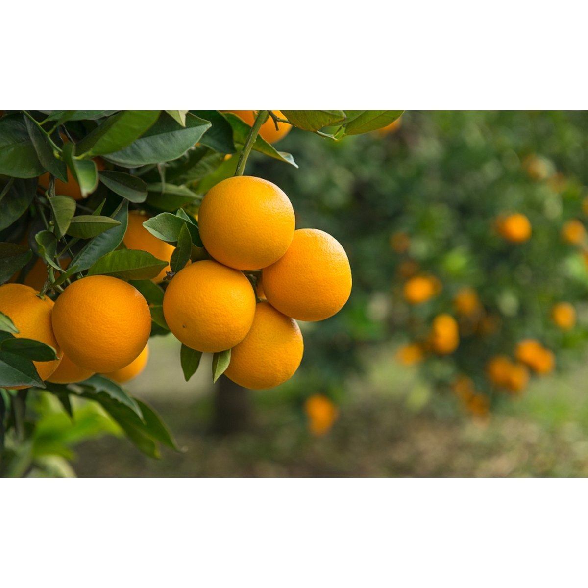 Lot De 4 Arbres Fruitiers Méditerranéens Olive, Figue, Citron, Orange - Plantes D'Extérieur - Perfect Plant - The Bradery