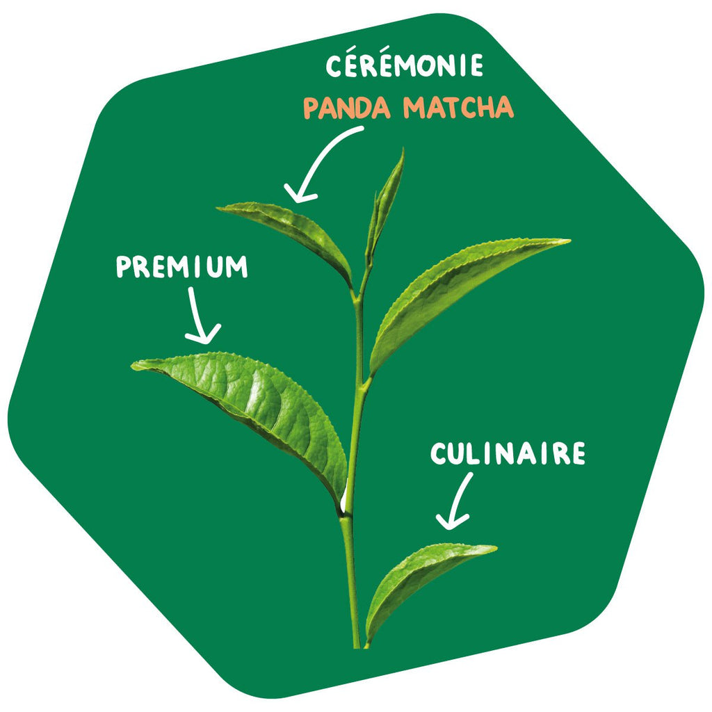 Thé Matcha Qualité Culinaire