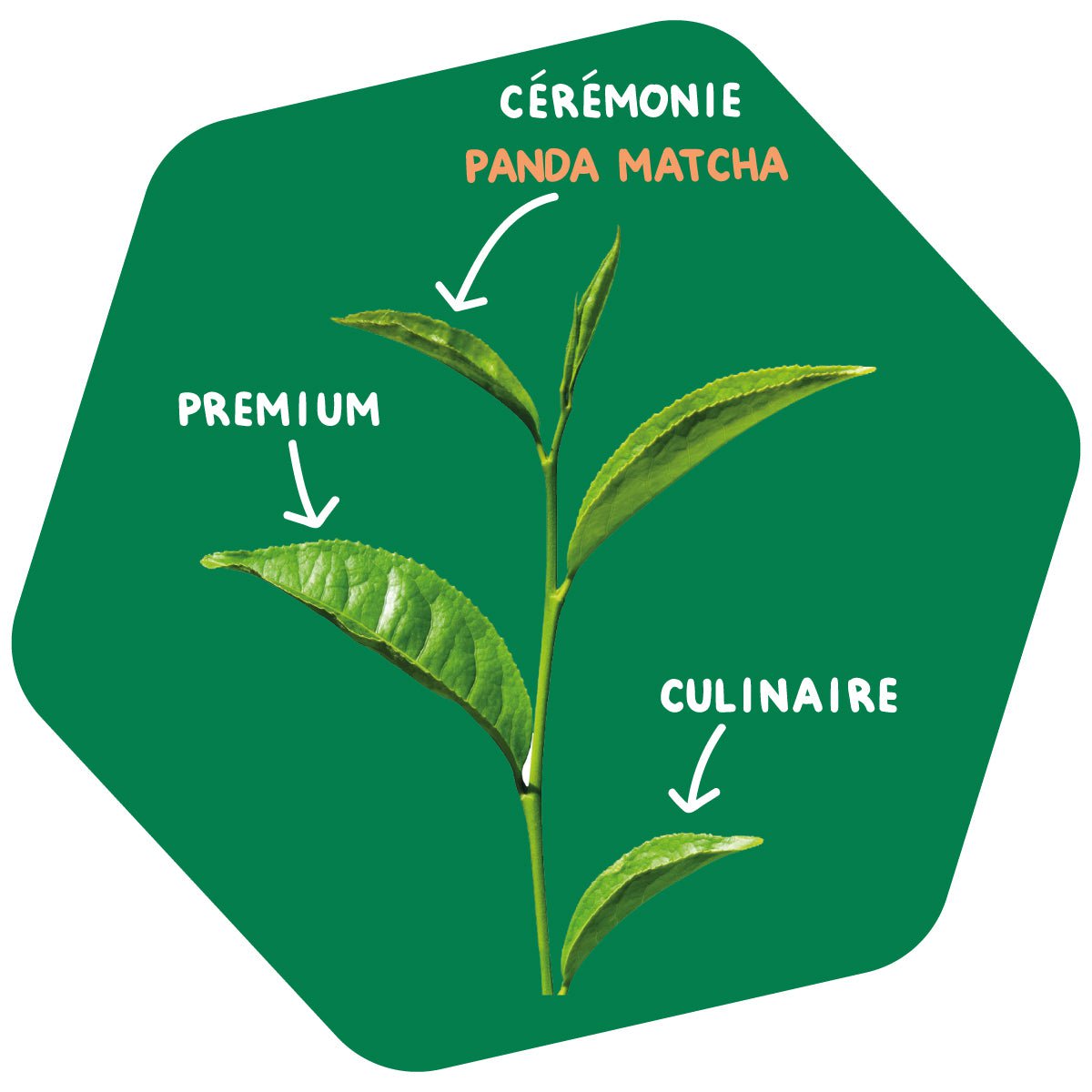 Thé Matcha Qualité Culinaire
