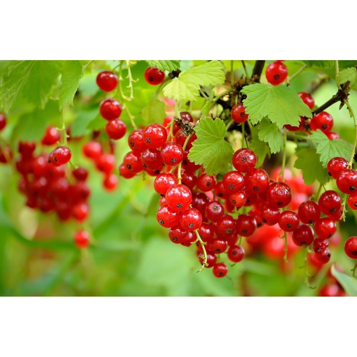 Mélange de Baies - Lot de 4 Agrumes Et Arbres Fruitiers Perfect Plant