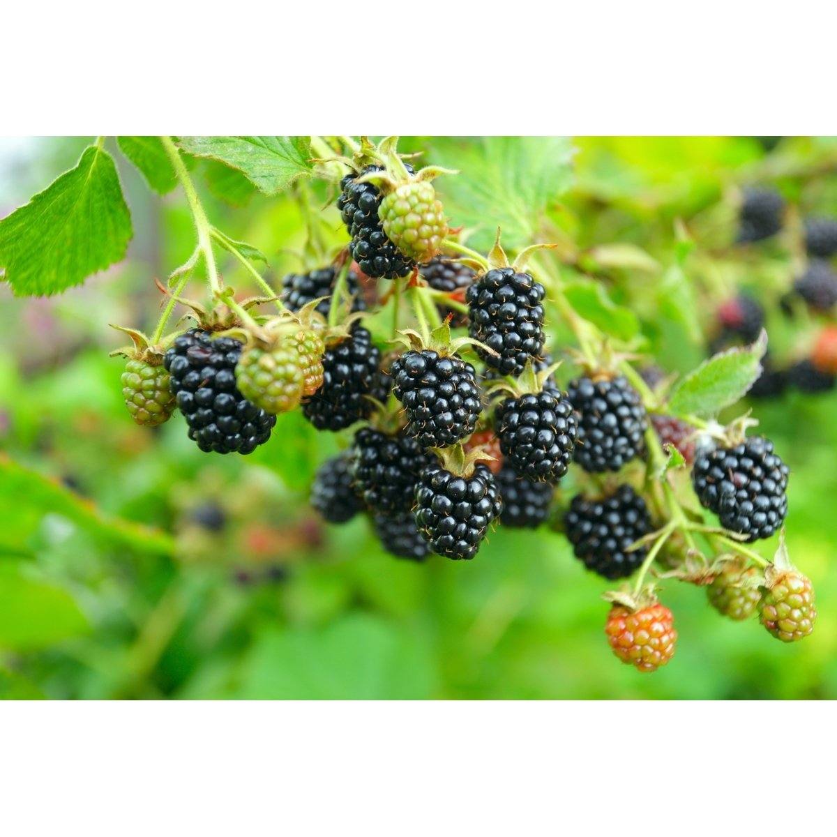 Mélange de Baies - Lot de 4 Agrumes Et Arbres Fruitiers Perfect Plant