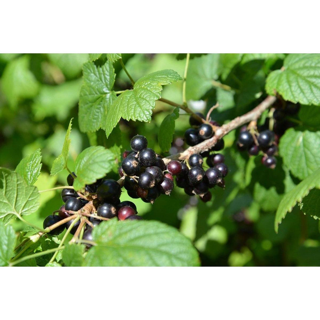 Mélange de Baies - Lot de 4 Agrumes Et Arbres Fruitiers Perfect Plant