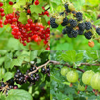 Mélange de Baies - Lot de 4 Agrumes Et Arbres Fruitiers Perfect Plant