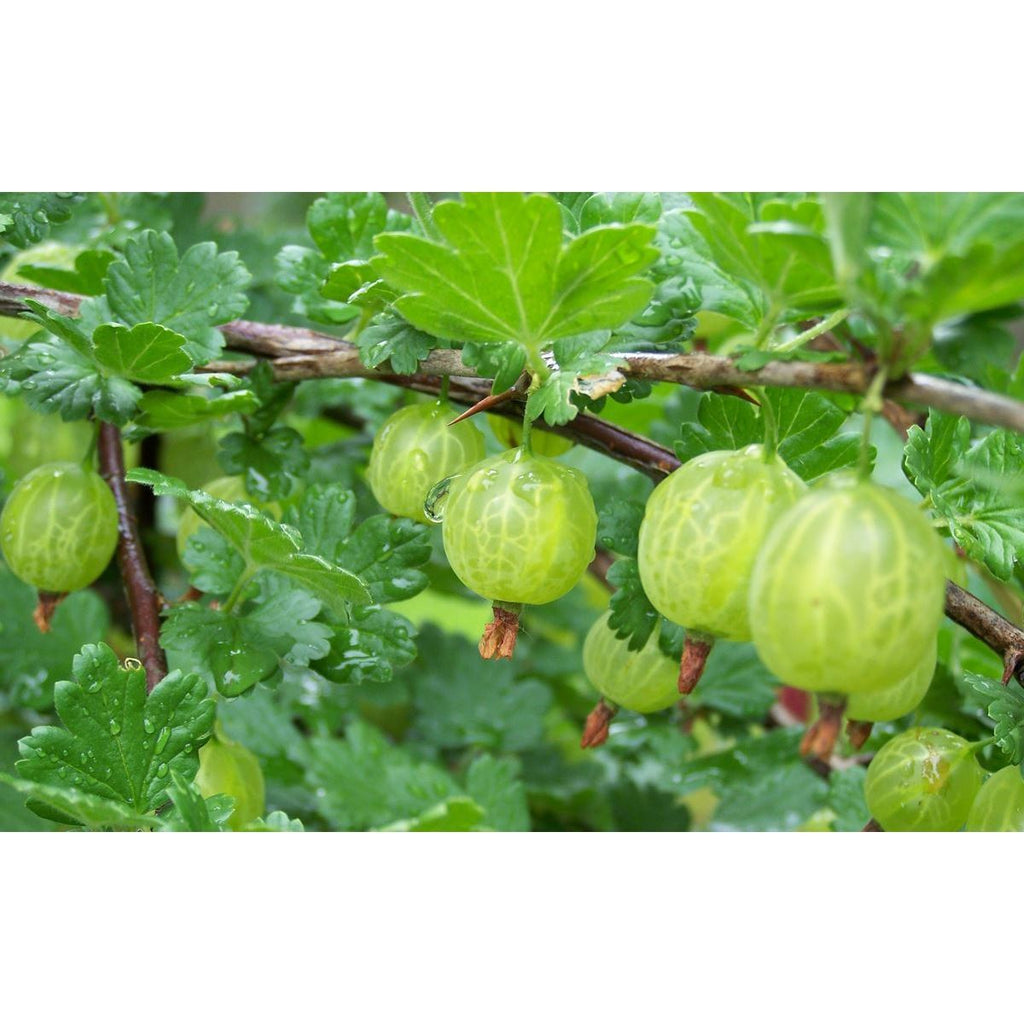 Mélange de Baies - Lot de 4 Agrumes Et Arbres Fruitiers Perfect Plant