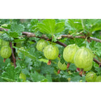 Mélange de Baies - Lot de 4 Agrumes Et Arbres Fruitiers Perfect Plant