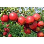 Pommiers Colonnaires - Lot de 3 Agrumes Et Arbres Fruitiers Perfect Plant