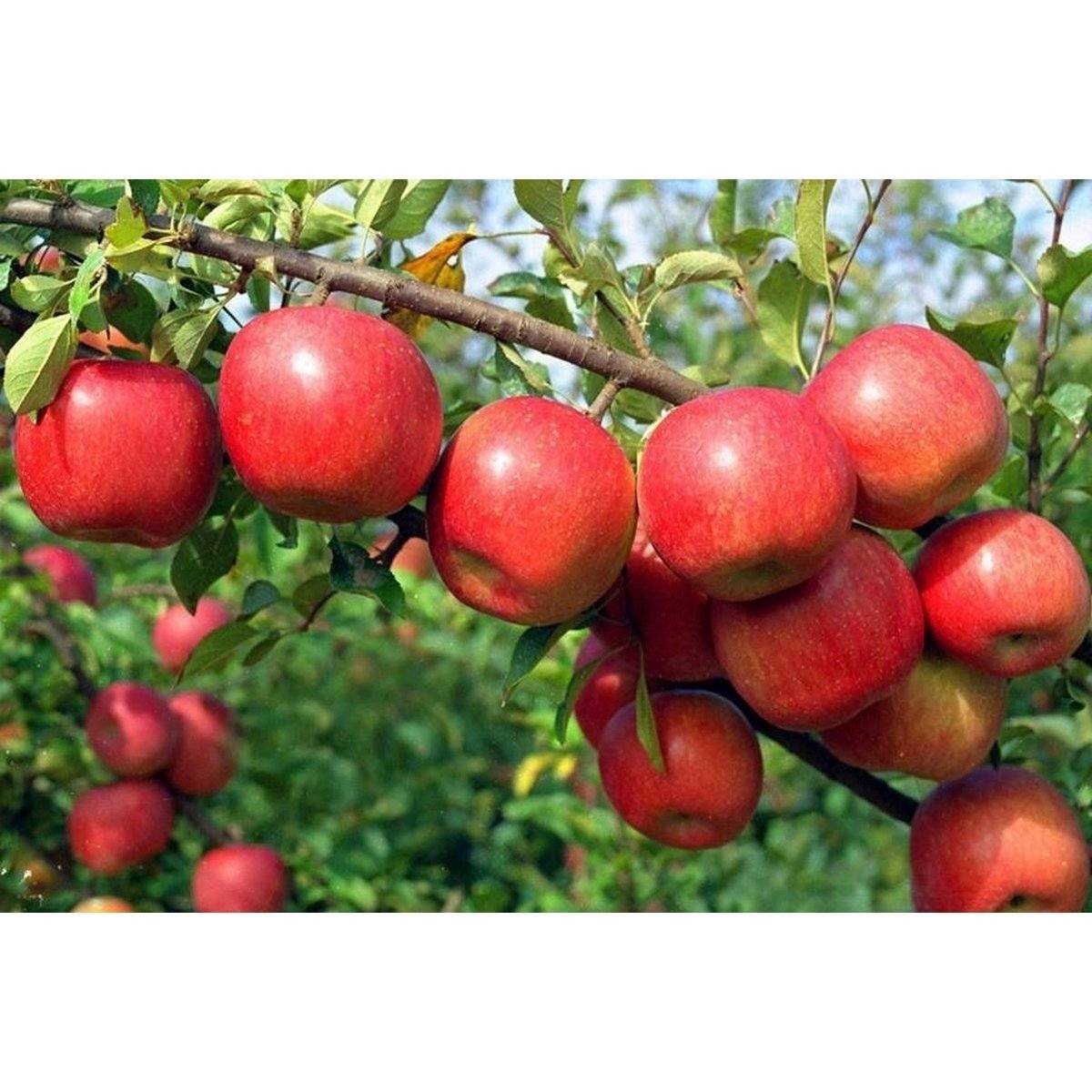 Pommiers Colonnaires - Lot de 3 Agrumes Et Arbres Fruitiers Perfect Plant