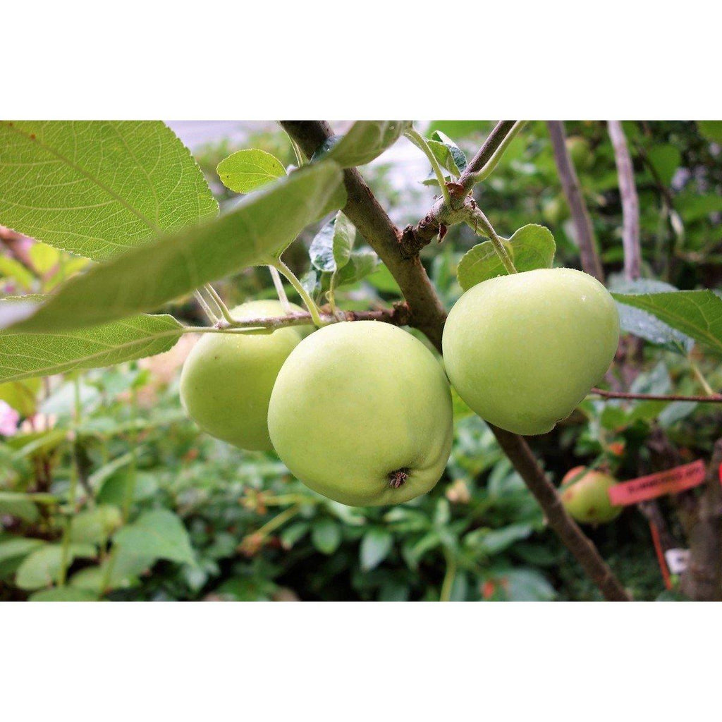 Pommiers Colonnaires - Lot de 3 Agrumes Et Arbres Fruitiers Perfect Plant
