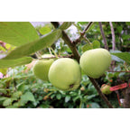 Pommiers Colonnaires - Lot de 3 Agrumes Et Arbres Fruitiers Perfect Plant
