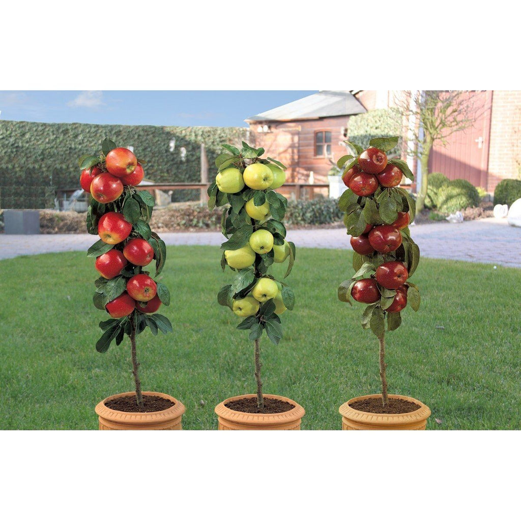 Pommiers Colonnaires - Lot de 3 Agrumes Et Arbres Fruitiers Perfect Plant