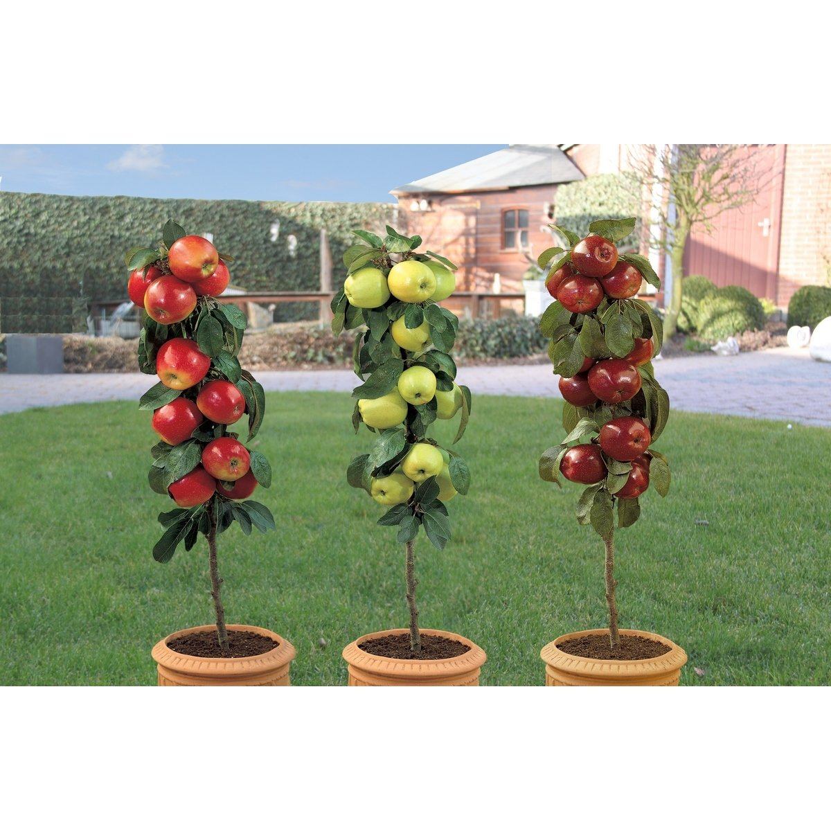 Pommiers Colonnaires - Lot de 3 Agrumes Et Arbres Fruitiers Perfect Plant