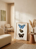 Sciences Naturelles - Papillon Morpho