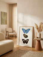 Sciences Naturelles - Papillon Morpho