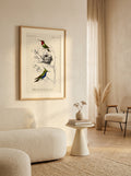 Sciences Naturelles - Oiseau Mouche