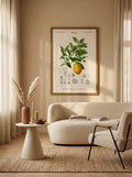 Sciences Naturelles - Limonaire, Citronier