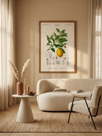 Sciences Naturelles - Limonaire, Citronier