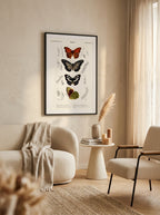 Sciences Naturelles - Papillon Vanesse