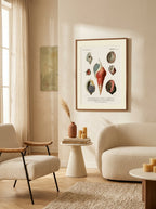 Sciences Naturelles - Mollusques Pl22