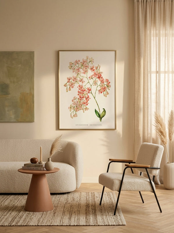 Sciences Naturelles - Orchidée Epidendrum Rose